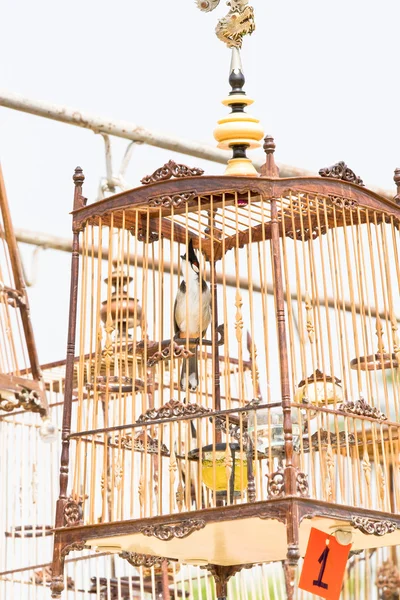 Red-whiskered bulbul birdcage sound competitions in thailand — Stock Photo, Image