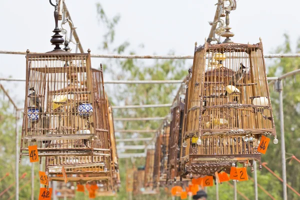Красноусые бульбюльные соревнования по пению птиц в Таиланде — стоковое фото