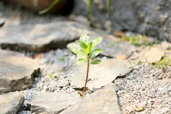 sapling plant growing up on stones