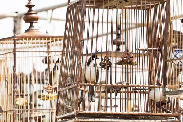 Red-whiskered bulbul birdcage sound competitions in thailand — Stock Photo, Image