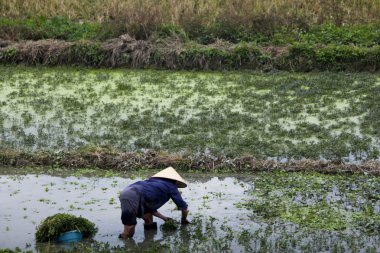 Vietnam birçok kadın çiftçi 