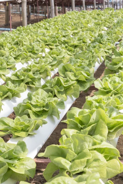 Hydrophonic Plantation — Stockfoto