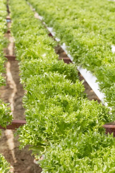 Hydrophonic Plantation — Stock Photo, Image