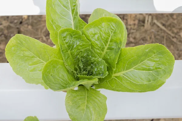 Hydrophonic Plantation — Stock Photo, Image