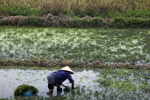 Vietnam birçok kadın çiftçi 