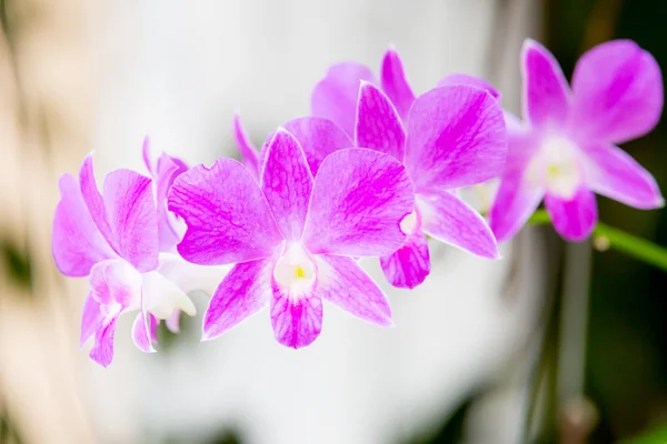 Orchideje — Stock fotografie