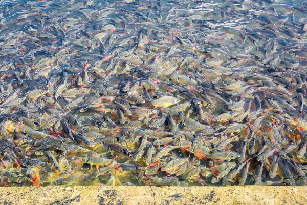 Yayın balığı (yanardöner köpekbalığı, çizgili yayın balığı) bre yemek için bekliyor