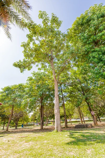 Forest trees. — Stock Photo, Image