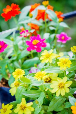 Canlı renklerle çeşitli farklı çiçekler