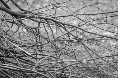Soyut yapraksız ağaç dalları.
