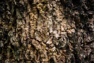 Ağaç kabuğunun dokusu