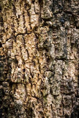 Ağaç kabuğunun dokusu