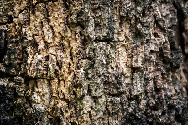 Texture de l'écorce d'arbre — Photo