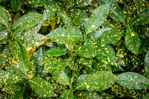 Altın yeşil Pothos doku.