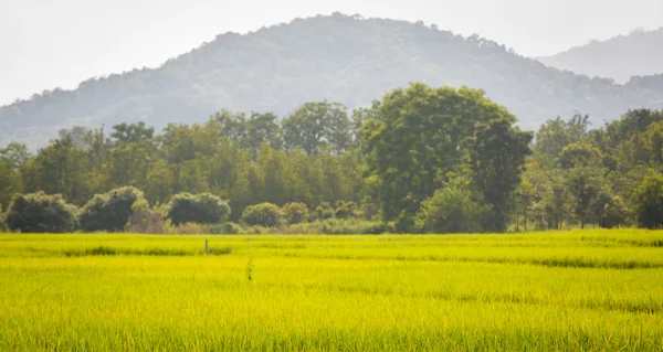 Campo de arroz dorado con el cielo azul . — Foto de Stock