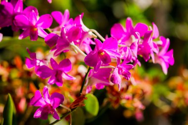 Güneş ışığı altında mor orkideler