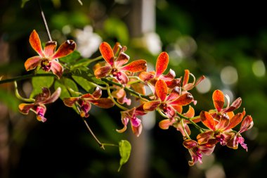 Güneş ışığı altında mor orkideler