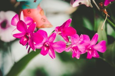 Güneş ışığı altında mor orkideler