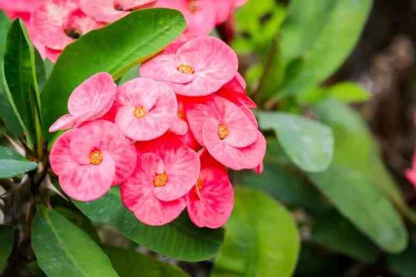 Pembe Euphorbia Milii çiçek — Stok fotoğraf