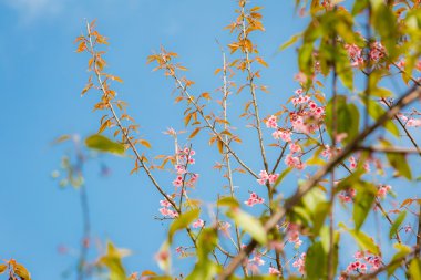Yabani Himalaya kiraz (Prunus cerasoides) (Sakura Tayland