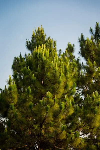 Forest of green pine trees on mountainside — Stock Photo, Image