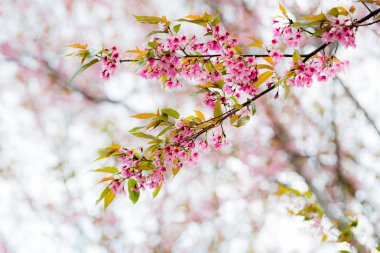 Yabani Himalaya kiraz (Prunus cerasoides) (Sakura Tayland