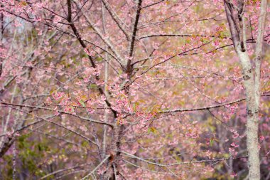 Yabani Himalaya kiraz (Prunus cerasoides) (Sakura Tayland