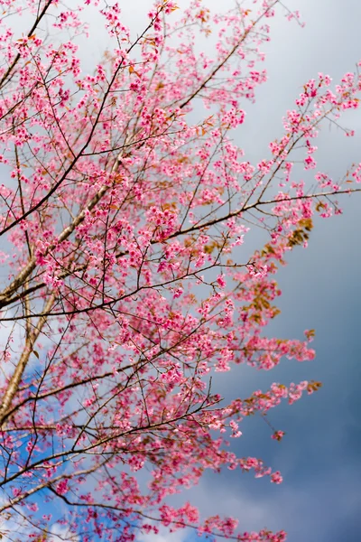 Wild Himalayan Cherry (Prunus cerasoides) (Сакура в Таиланде) — стоковое фото