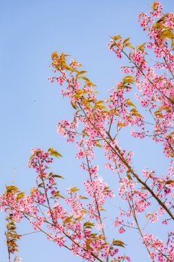 Yabani Himalaya kiraz (Prunus cerasoides) (Sakura Tayland