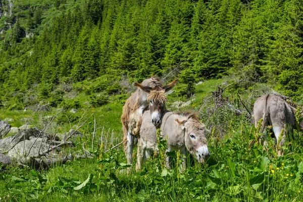 Adorável casal de burros acasalando nas montanhas — Fotografia de Stock