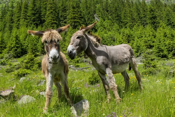 Szamarak beszél egymással. Néhány kommunikációs. — Stock Fotó