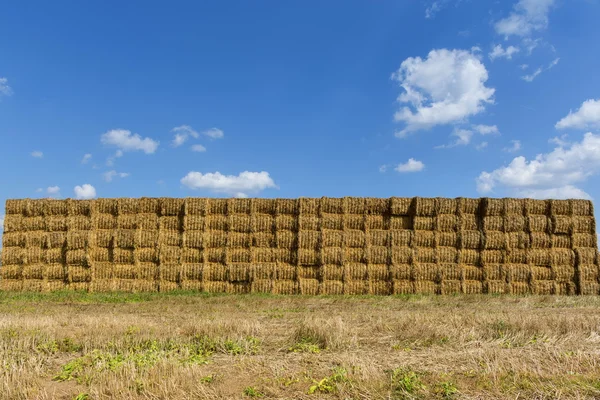 Солома или сено, сложенные в поле после сбора урожая. . — стоковое фото