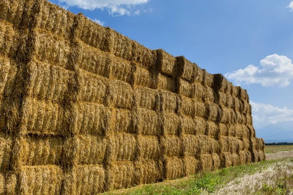 Paglia o fieno impilati in un campo dopo la raccolta. . — Foto Stock