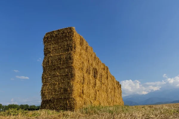 Paille ou foin empilés dans un champ après la récolte. . — Photo