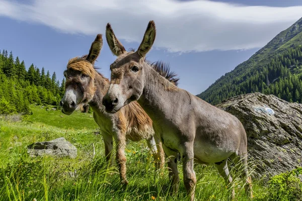 Hermosa pareja de burros que se quedan en el viento en las altas montañas Imágenes de stock libres de derechos