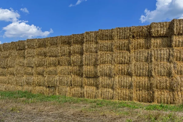 わらまたは乾草収穫後の田に積み上げ。ストローベイルの壁. — ストック写真
