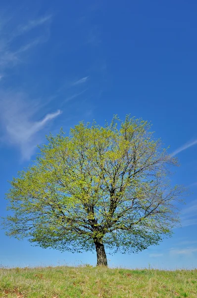 One single wonderful spring tree landscape Royalty Free Stock Photos