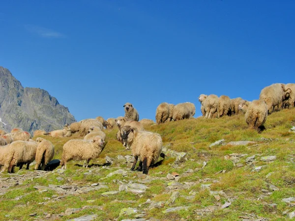 Troupeau de moutons au sommet des montagnes — Photo