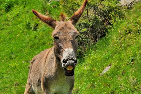 Gran sonrisa de burro —  Fotos de Stock