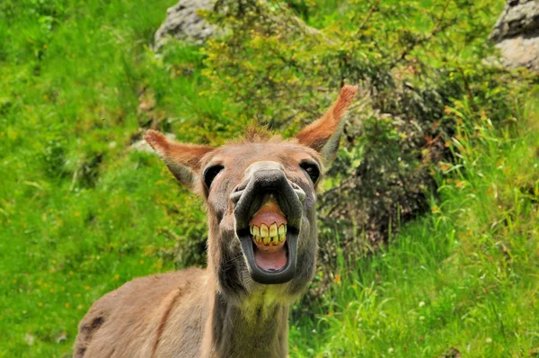 Funny donkey close up portret — Stock Photo, Image