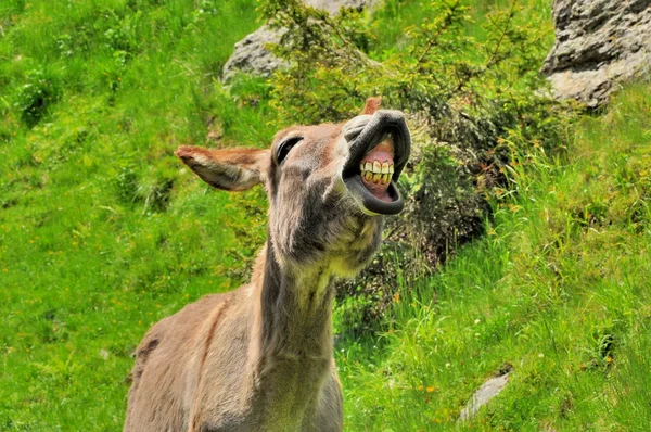 Burro sonriente cerca de portret —  Fotos de Stock