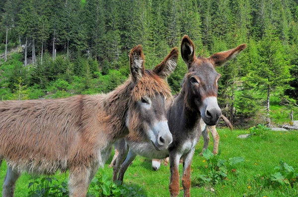 Pair of donkeys on the high mountains — Stock Photo, Image