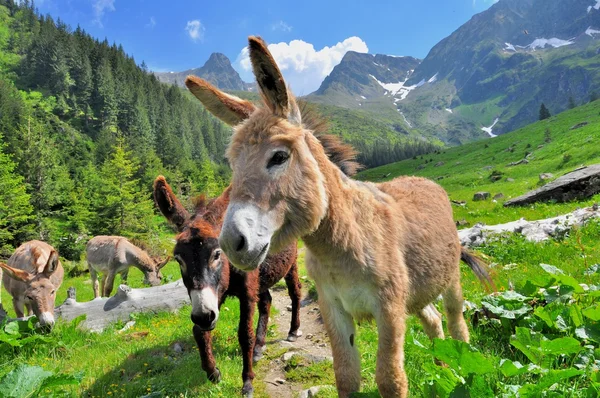 Montaña valle paisaje con burros — Foto de Stock