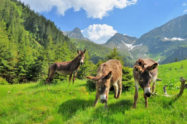 Les ânes sur les hautes montagnes — Photo