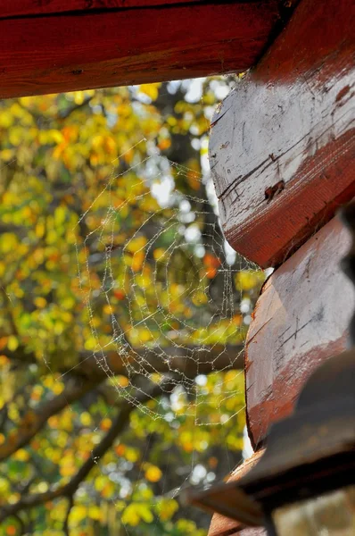 Vista a través de una puerta de madera en el jardín — Foto de stock