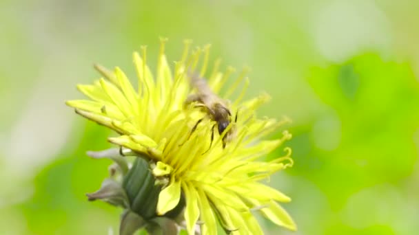 Abeille Sur Pissenlit Jaune — Video