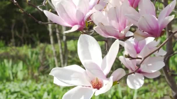 Bellissimi Fiori Magnolia Bianco Rosa Primavera — Video Stock