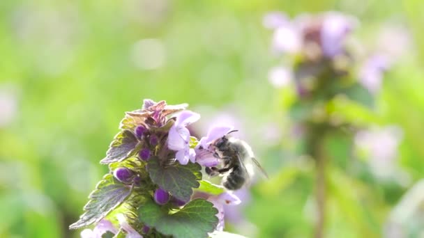 Pequeña Abeja Recoge Polen Flores Primavera Para Miel Cerca — Vídeos de Stock