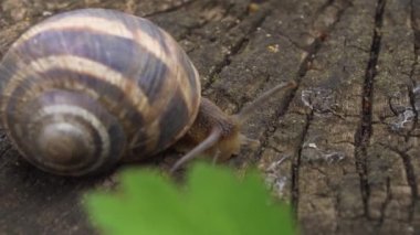 Evin içinde saklanan küçük bir salyangoz.