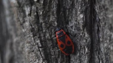 Ağaçta sürünen küçük kırmızı böcek Pyrrhocoris apterus 'a yaklaş.